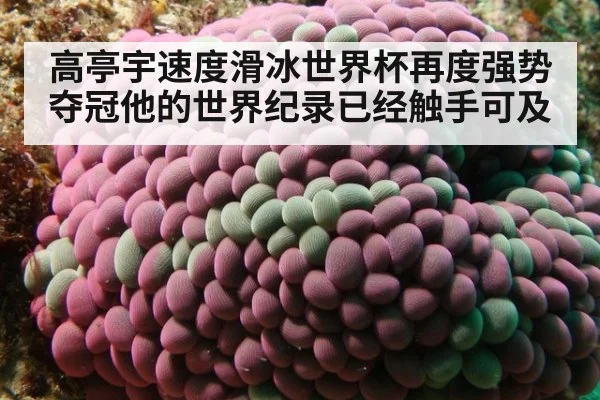 高亭宇速度滑冰世界杯再度强势夺冠他的世界纪录已经触手可及